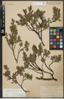 Foto von Salix arbuscula L.